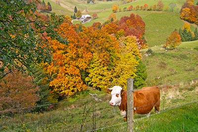 Kuh auf der Weide mit dem Harzlochhof im Hintergrund